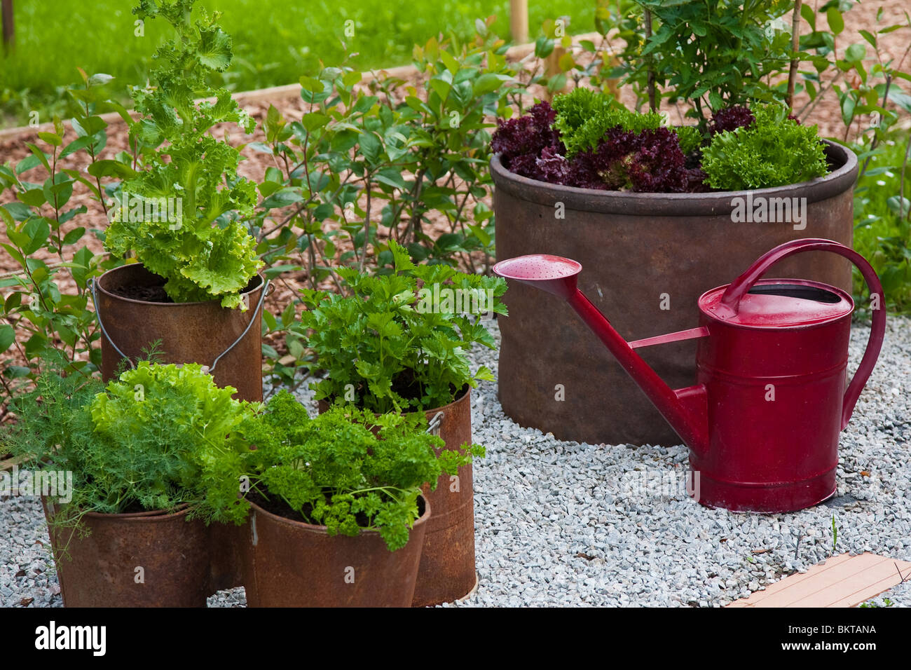 Fragment der Gartendekoration, rostige Eimer verwendet wie Pflanze Töpfe und mit roten bestreuen kann. Stockfoto
