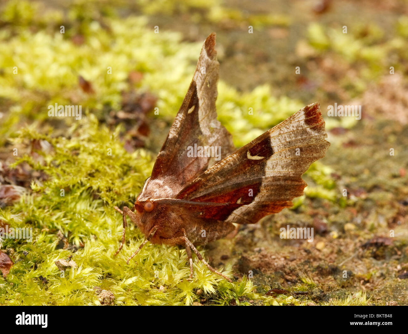 Halvemaanvlinder Rustend in de Karakteristieke Houding van Deze Soort traf de Vleugels Schuin Omhoog. Lila Dorn (Selenia Tetralunaria) in seine typische Ruheposition mit erhobenen Flügeln. Stockfoto