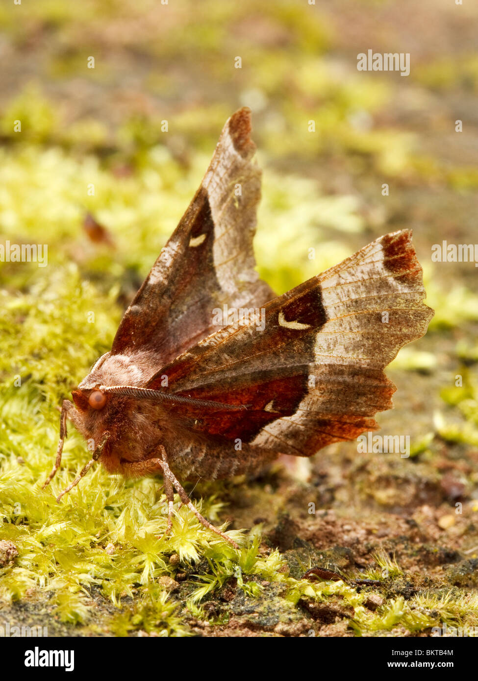 Halvemaanvlinder Rustend in de Karakteristieke Houding van Deze Soort traf de Vleugels Schuin Omhoog. Lila Dorn (Selenia Tetralunaria) in seine typische Ruheposition mit erhobenen Flügeln. Stockfoto