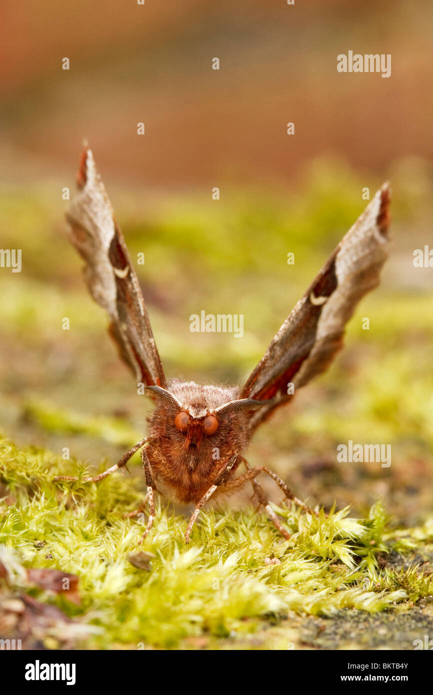 Halvemaanvlinder Rustend in de Karakteristieke Houding van Deze Soort traf de Vleugels Schuin Omhoog. Lila Dorn (Selenia Tetralunaria) in seine typische Ruheposition mit erhobenen Flügeln. Stockfoto