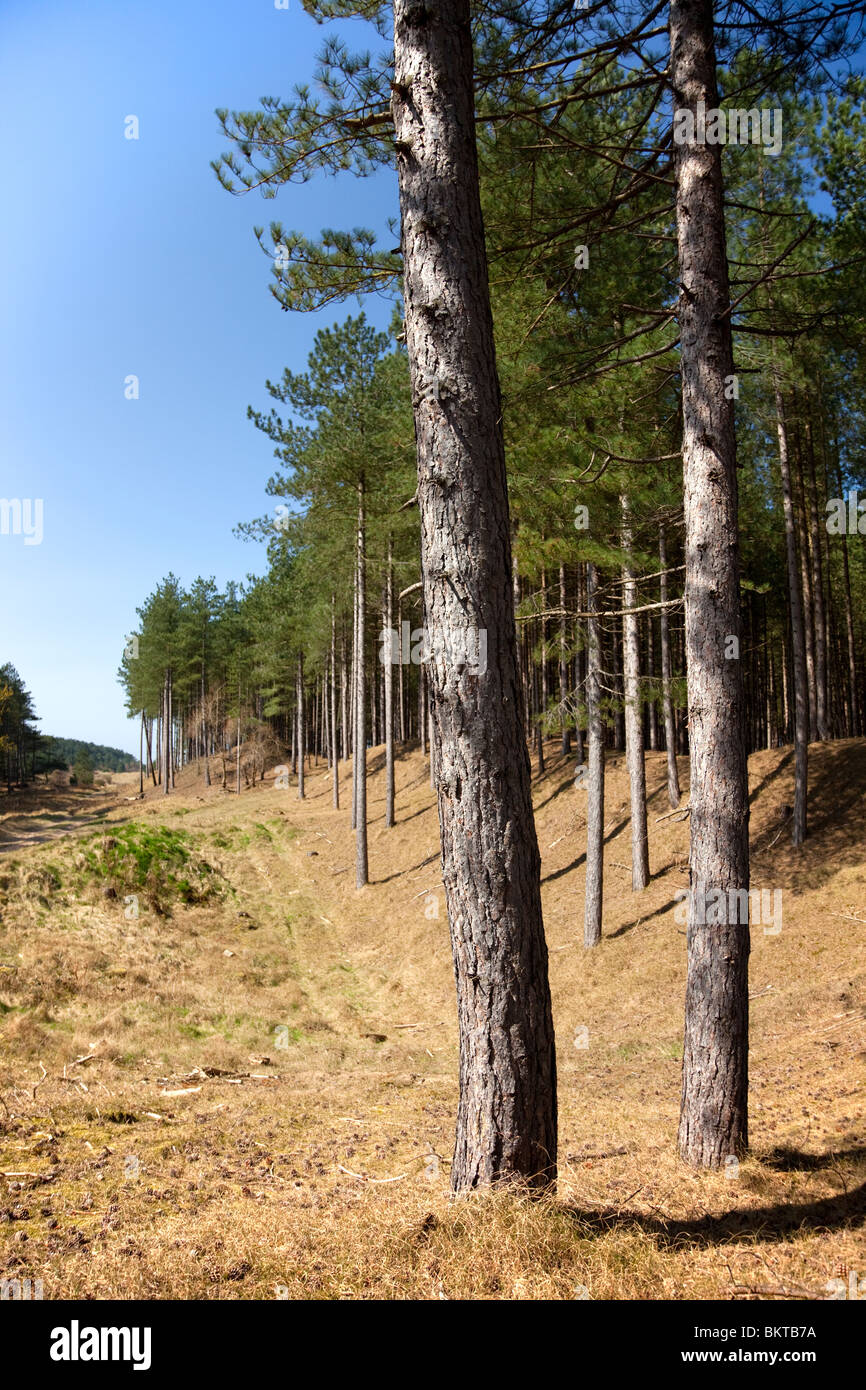 Ainsdale Sanddünen National Nature Reserve Stockfoto