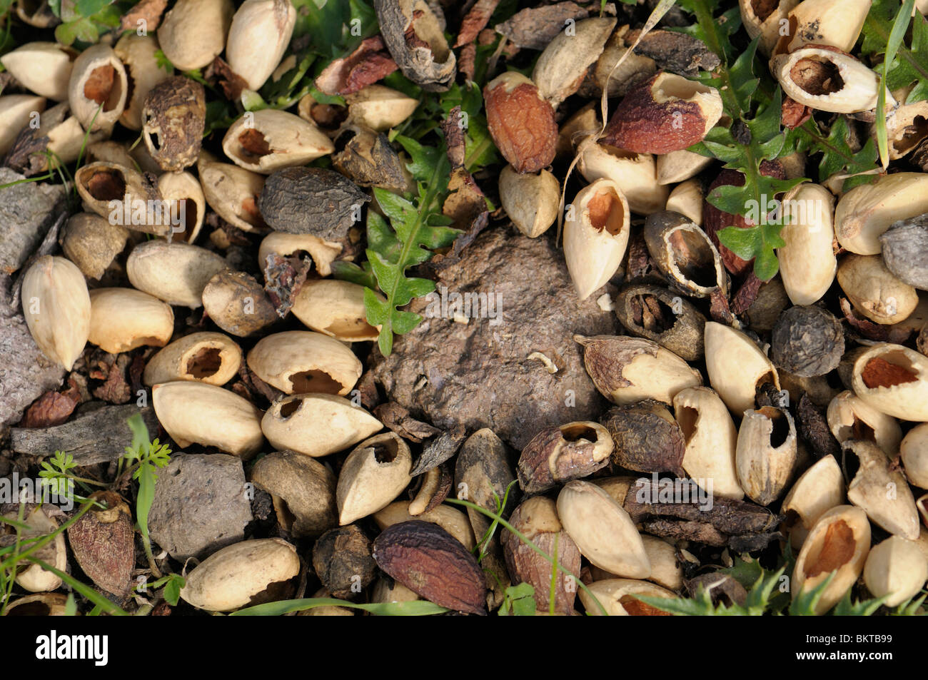 Tür Eekhoorns Gegeten Pistache Noten; Pistazien-eines von Eichhörnchen Stockfoto