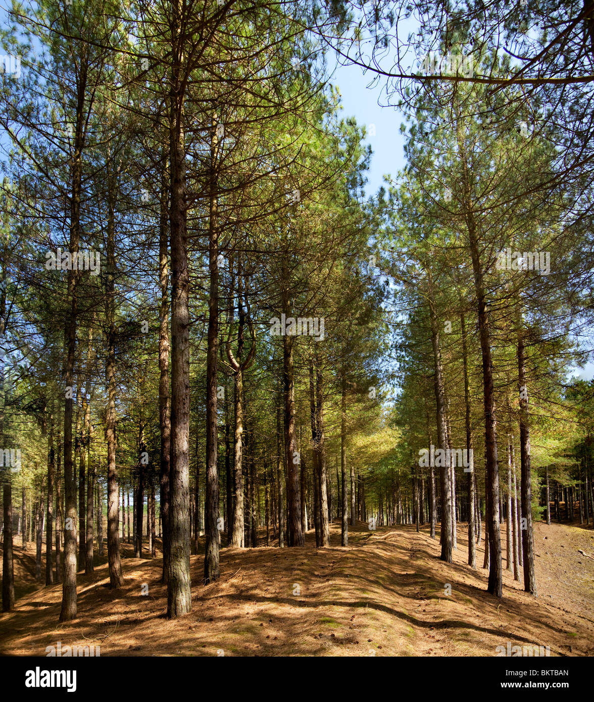 Ainsdale Sanddünen National Nature Reserve Stockfoto