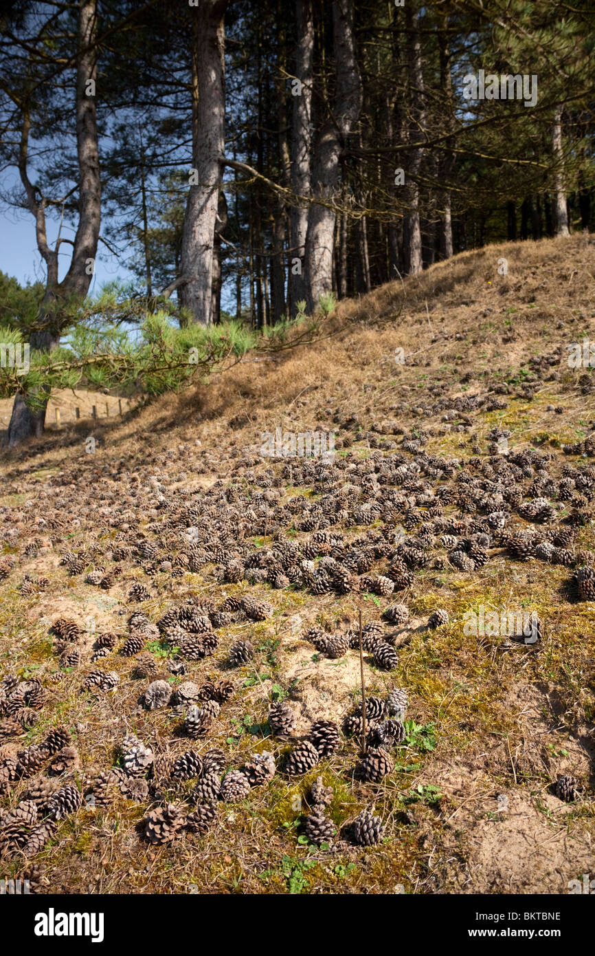 Ainsdale Sanddünen National Nature Reserve Stockfoto