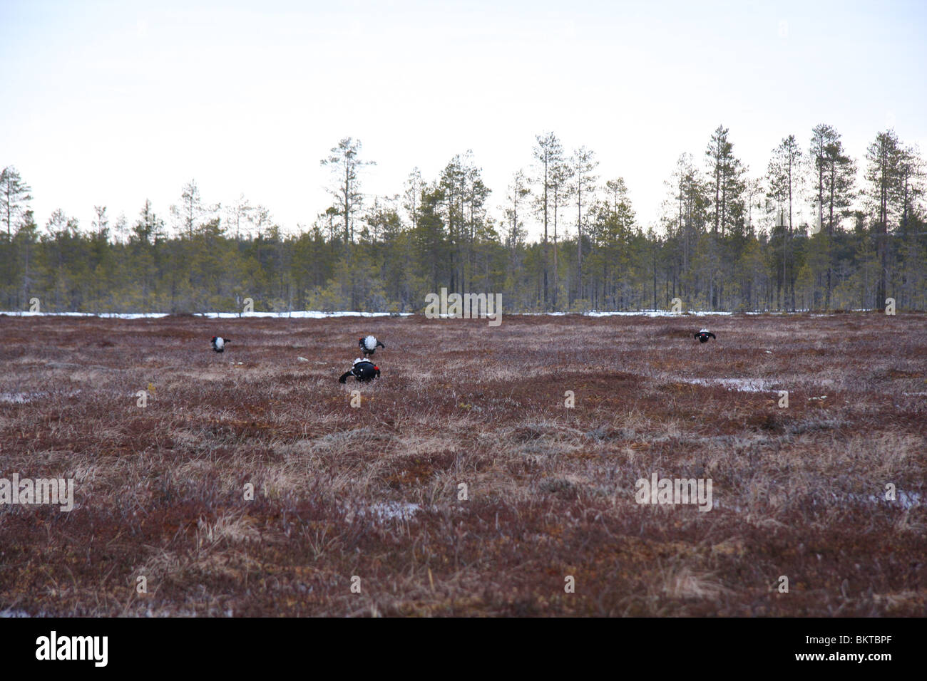 Korhoen; Birkhuhn; At-Tetrix; Stockfoto