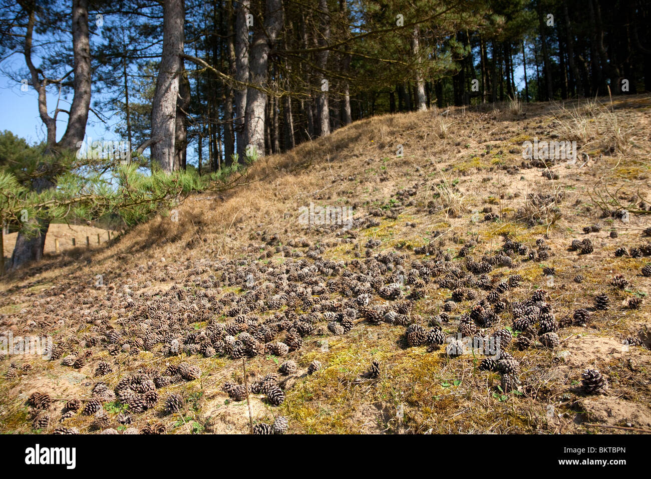 Ainsdale Sanddünen National Nature Reserve Stockfoto