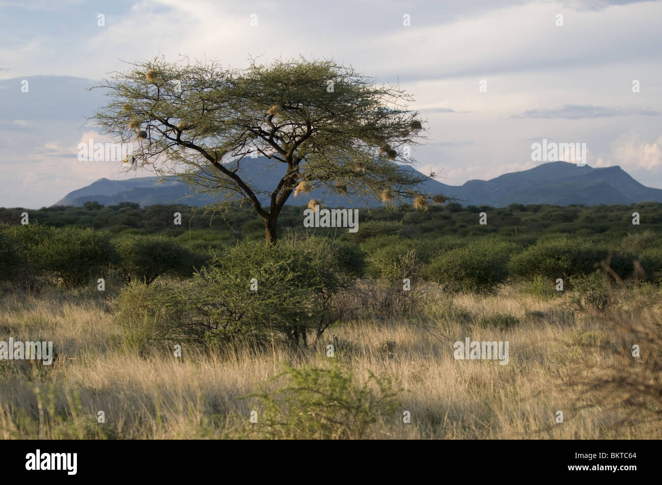 Weaver Vogelnester in Arcatia Baum, Namibia. Stockfoto