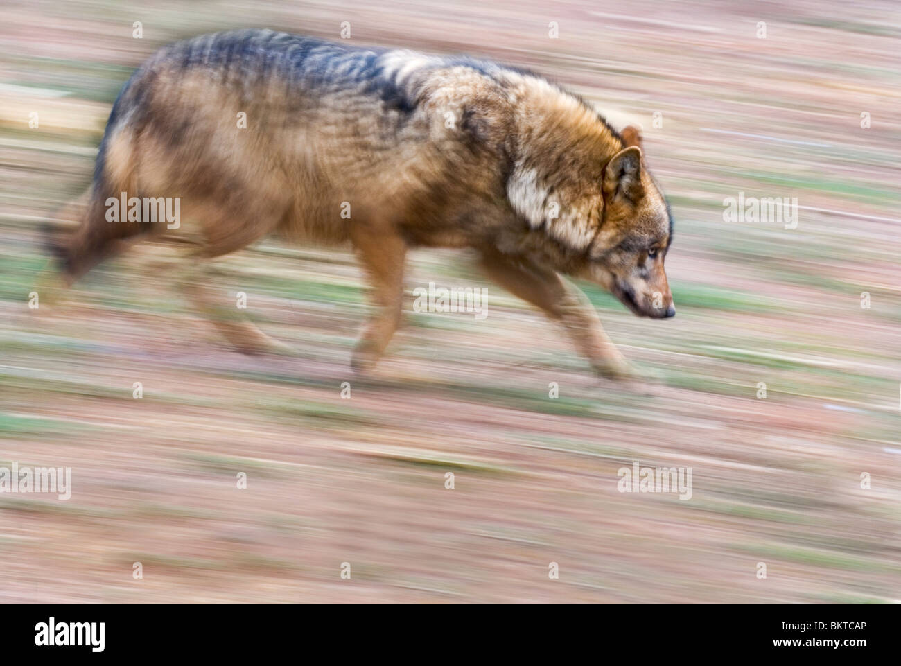 Rennende Wolf Gefotografeerd traf Langzame Sluitertijd; Laufen mit einer langen Verschlusszeit fotografiert Wolf Stockfoto