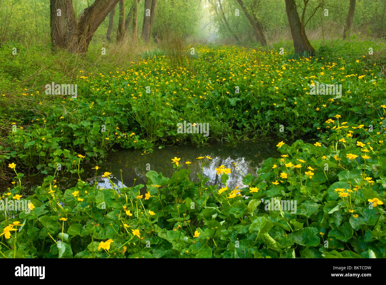 Voorjaar in Klein Profijt; Frühling in den Gezeiten Wald Klein profijt Stockfoto