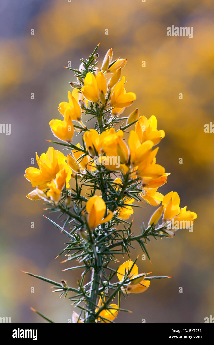 Gemeinsamen Ginster blühen im April in den Lake District National Park Stockfoto