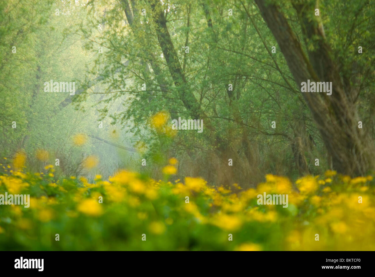 Voorjaar in Klein Profijt; Frühling in den Gezeiten Wald Klein profijt Stockfoto