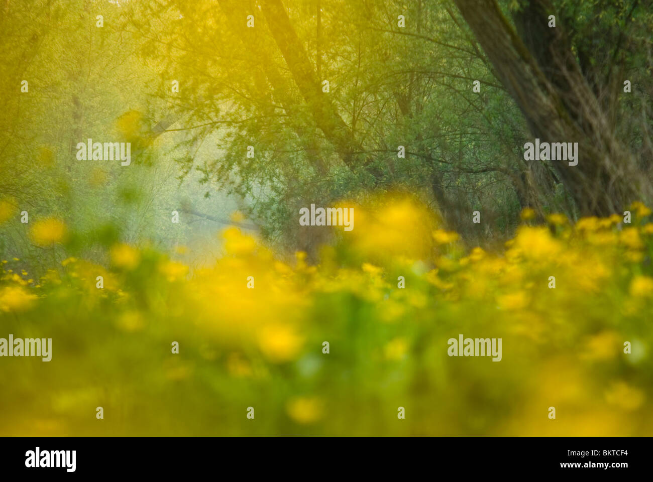 Voorjaar in Klein Profijt; Frühling in den Gezeiten Wald Klein profijt Stockfoto