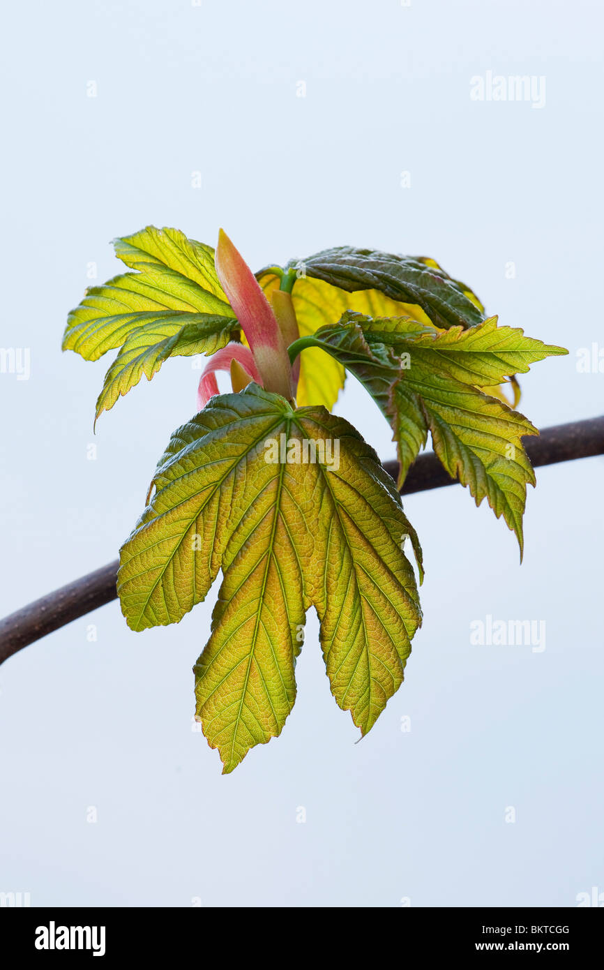 Bergahorn Acer Pseudoplatanus Blätter und Blattknospen Stockfoto