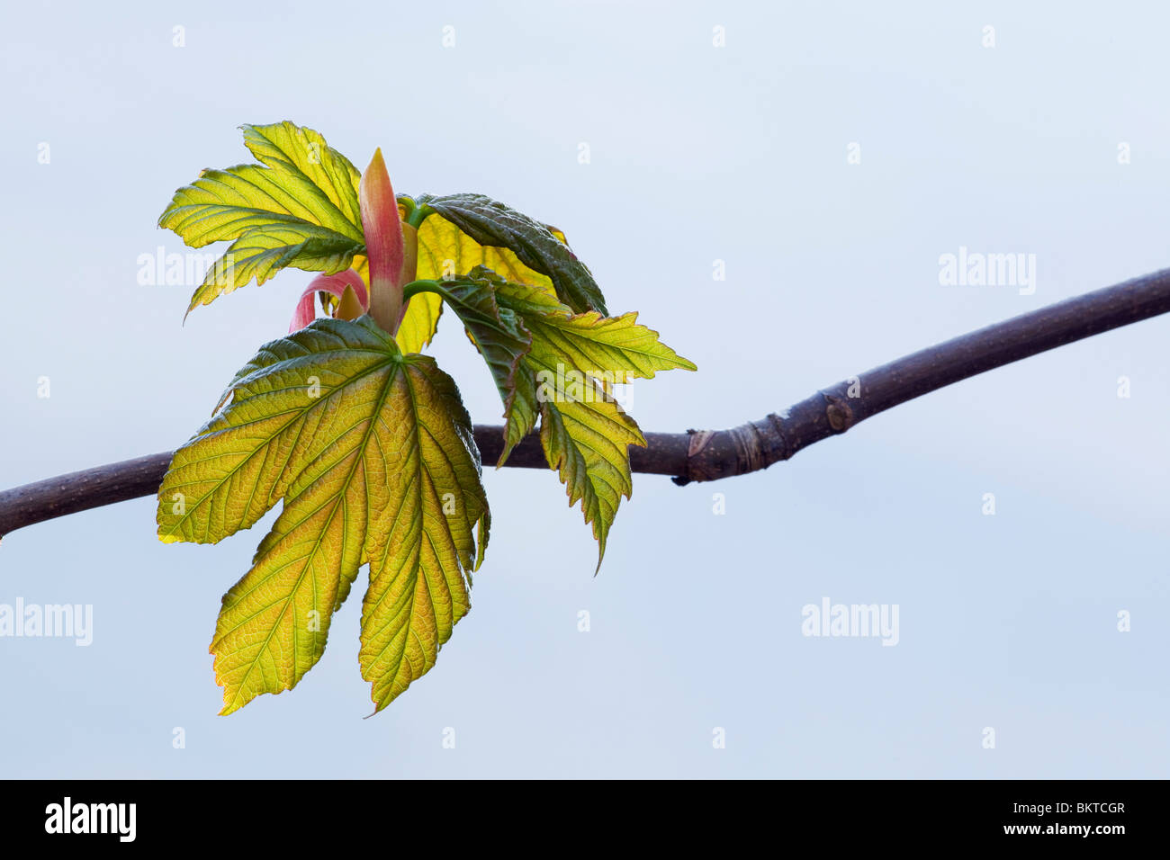 Bergahorn Acer Pseudoplatanus Blätter und Blattknospen Stockfoto