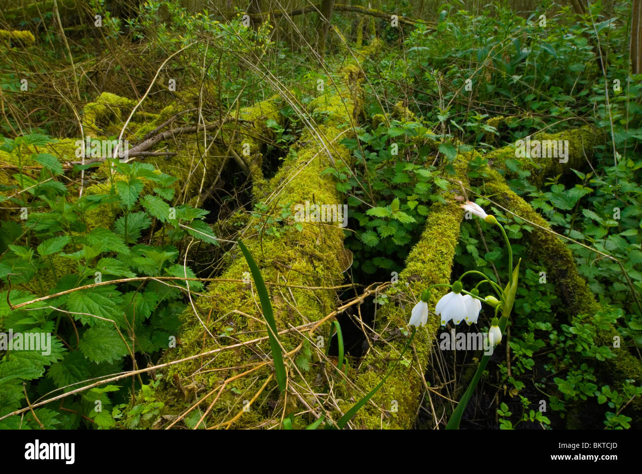 Zomerklokje in Klein Profijt; Sommer-Schneeflocke in Gezeiten Wald; Stockfoto