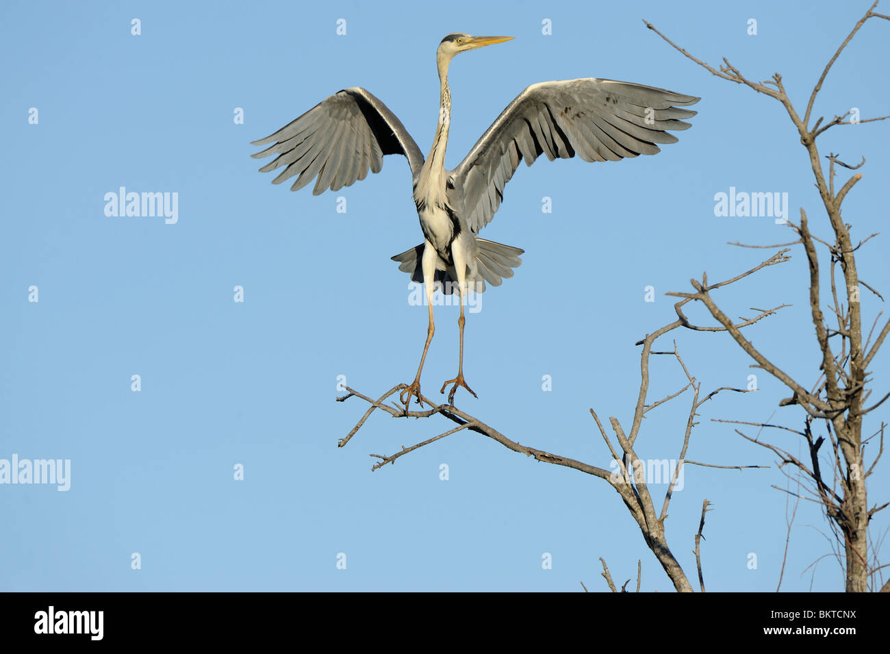 Blauwe Reiger Vertrekkend Uit Boom, Vooraanzicht; Graureiher ausziehen mit Flügeln aufgehoben Stockfoto