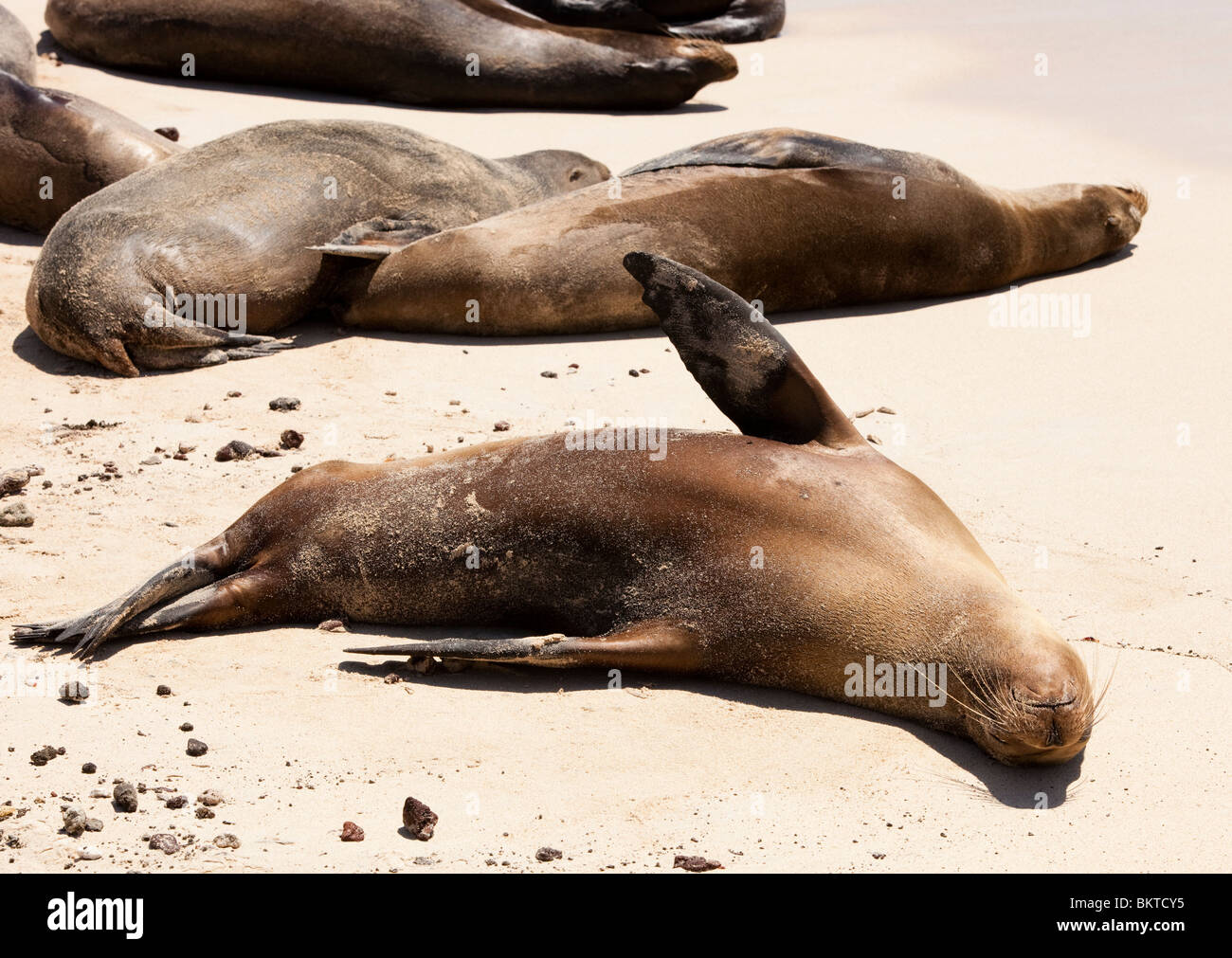 Seelöwen schlafen am Strand von Santa Fe in den Galapagos Inseln Stockfoto