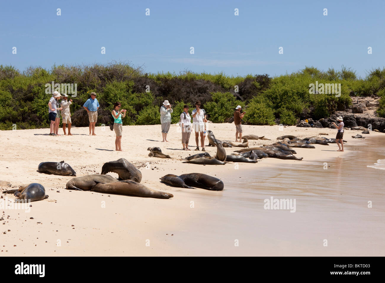 Touristen an den Seelöwen am Strand auf der Suche nach Santa Fe in den Galapagos Inseln Stockfoto