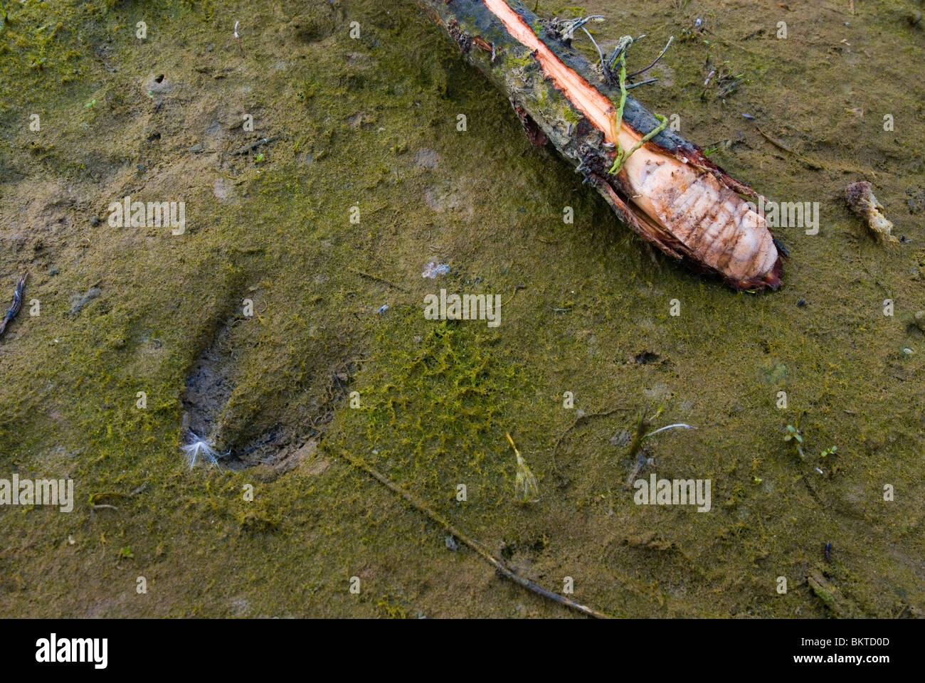 Reëenspoor En Bevertak in Natuurontwikkelingsgebied de Noordwaard; ein Zweig mit europäischen Bevermarkings und ein Reh zu verfolgen, auf Naturedevelopment Gebiet Noordwaard Stockfoto