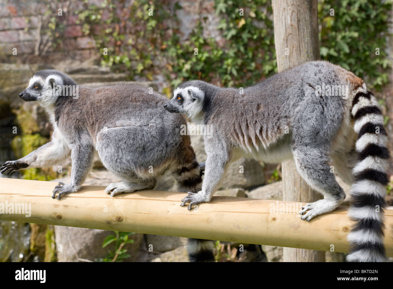 Kattas aus Madagaskar in Gefangenschaft Stockfoto
