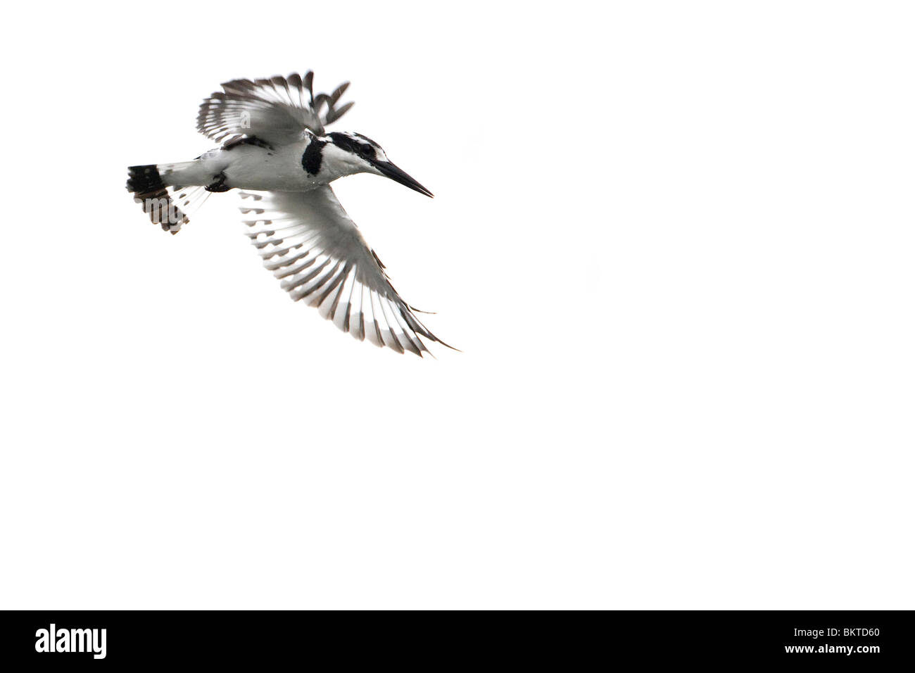 Bonte Ijsvogel, Pied Kingfisher Stockfoto