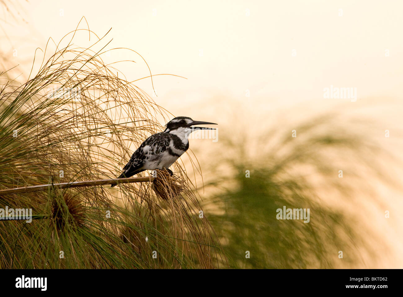 Bonte Ijsvogel, Pied Kingfisher Stockfoto