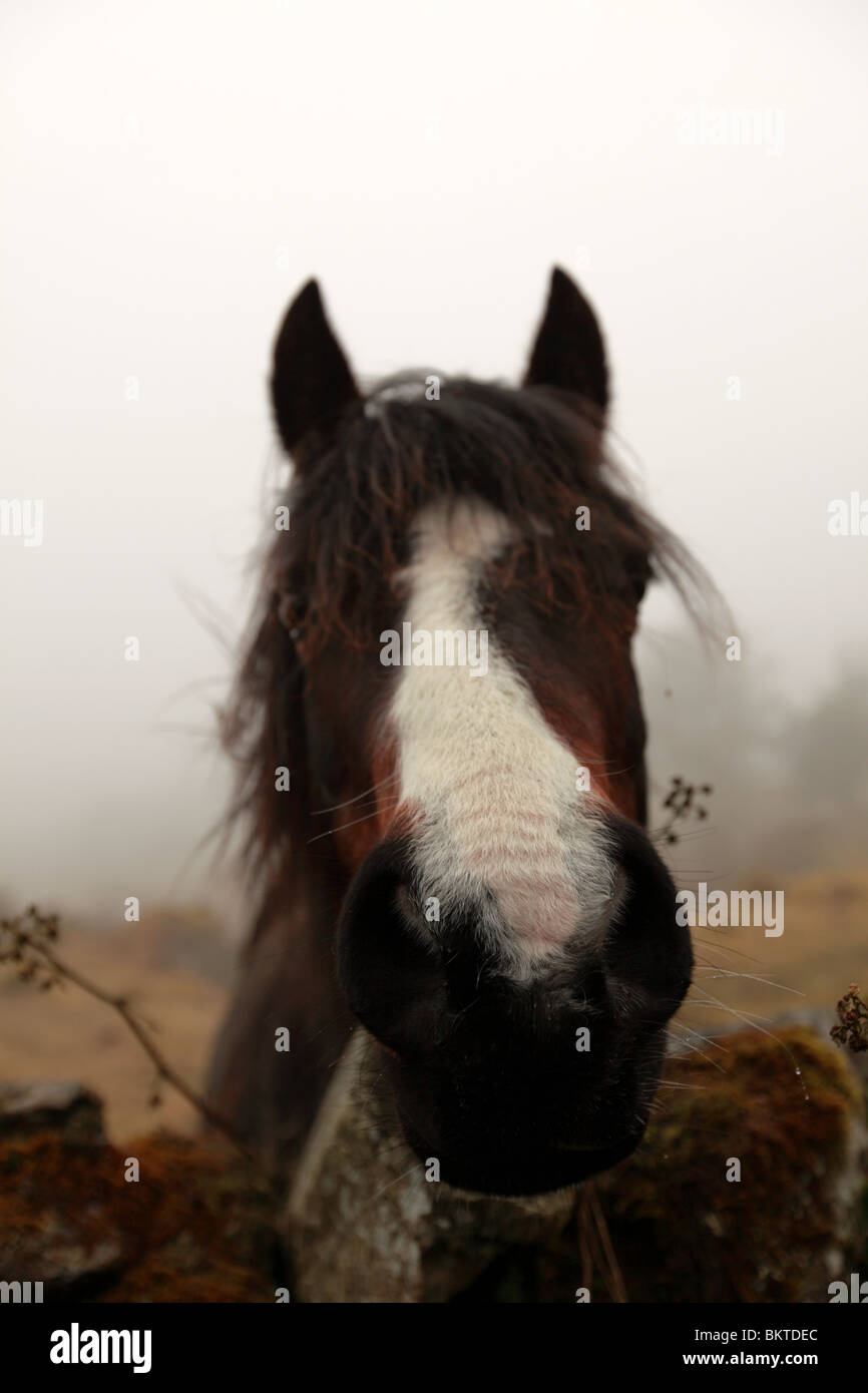 Freundliches Pferd. Die Seenplatte, Cumbria, England UK Stockfoto