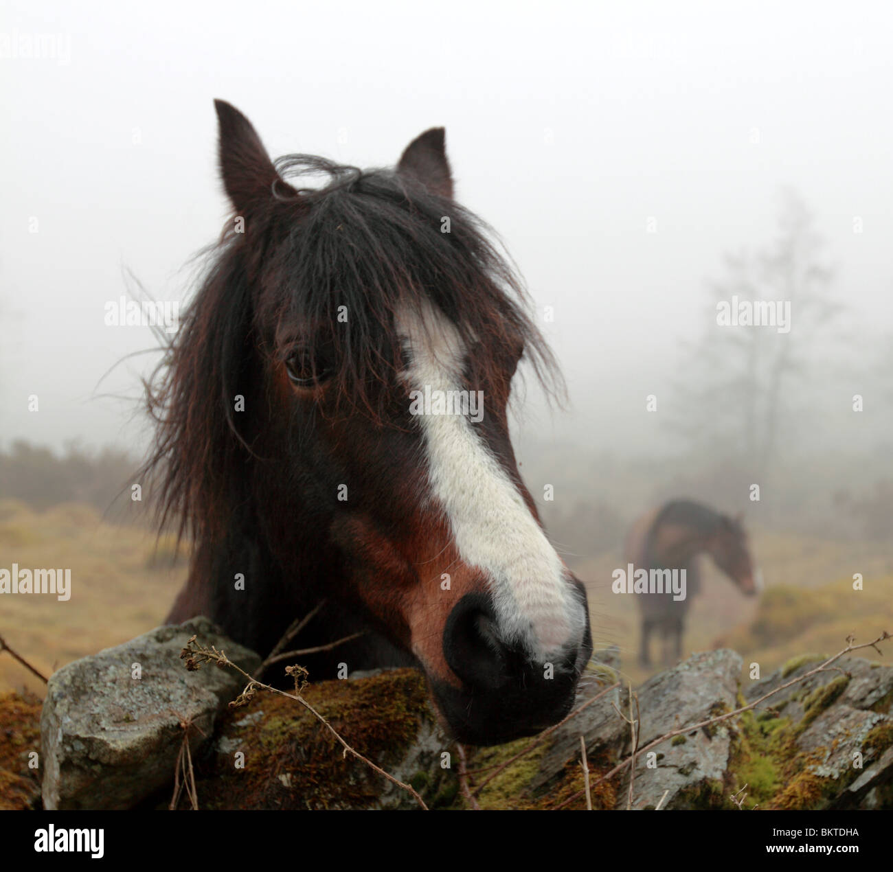 Freundliches Pferd. Die Seenplatte, Cumbria, England UK Stockfoto