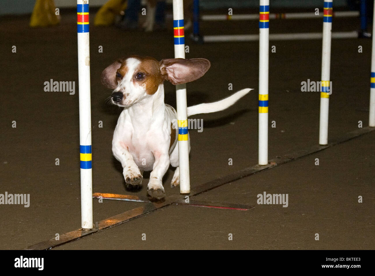 Dackel Hund läuft durch Agilität Pole während Beweglichkeitstraining Stockfoto