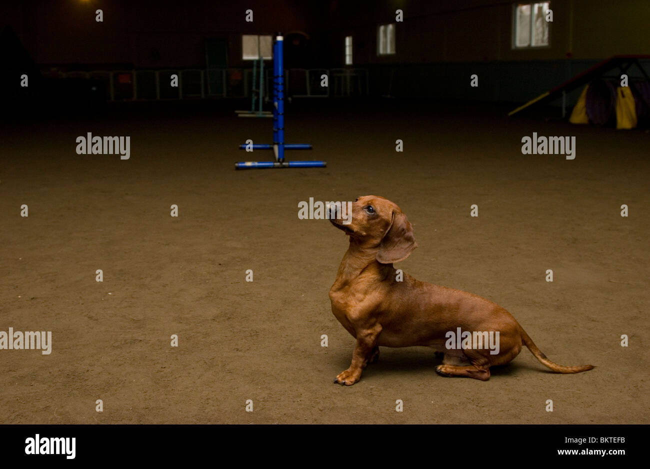 Dackel Hund sitzt im Agility Trainingsarena Stockfoto