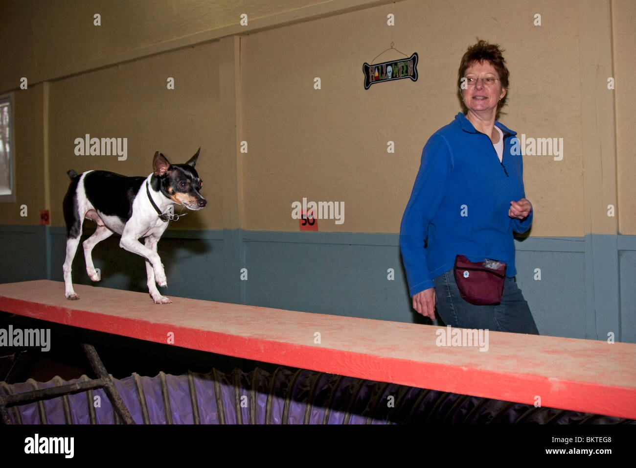 Kleiner Hund, Ratte Terrier, konkurrieren im Hundetraining Agility zu Fuß auf Brett mit Besitzer-trainer Stockfoto