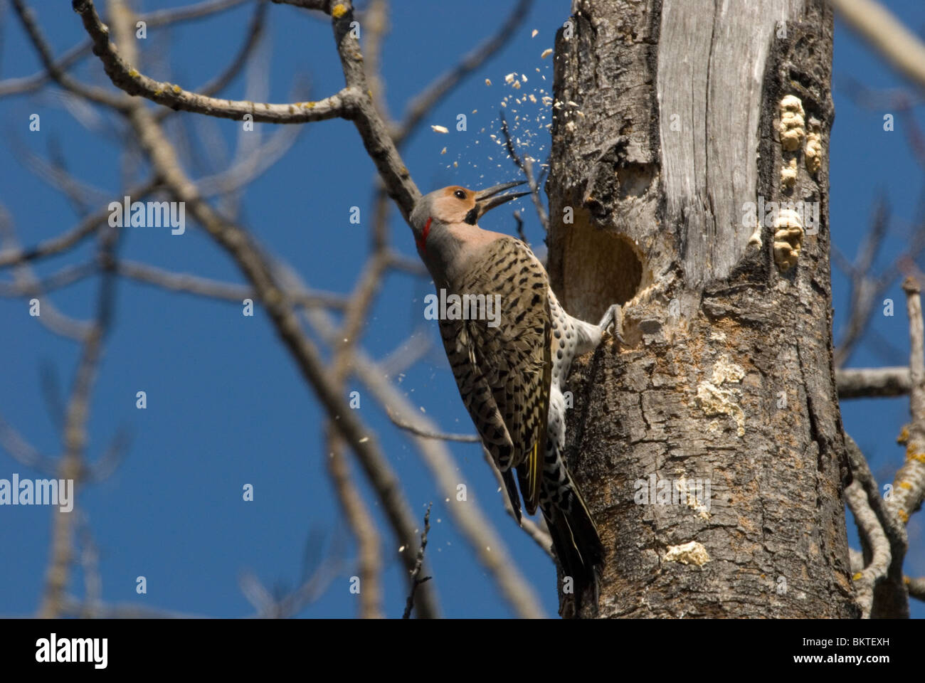 Ein männlicher nördlichen Flimmern arbeiten daran, ein Nest. Stockfoto