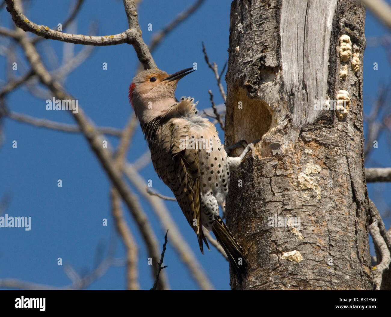 Een Vrouwtje Gouden Grondspecht Hakt Een Nestholte Uit, eine weibliche Northern Flicker arbeiten daran, ein Nest. Stockfoto