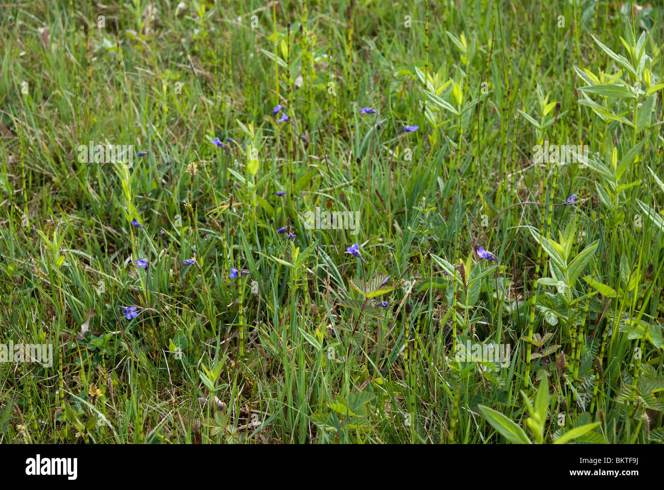 Opname van Vetblad in Omgeving, Laag Standpunt. Stockfoto