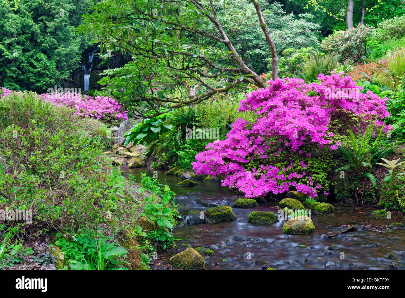 Kleiner Bach fließt durch Portlands Crystal Springs Rhododendron Garten. Stockfoto