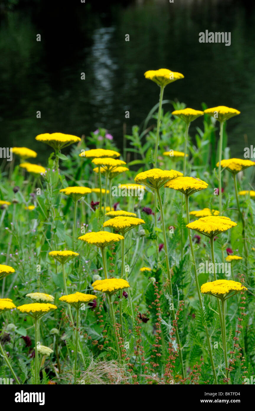 Gelbe Schafgarbe Achillea mit Wasser als Hintergrund Stockfoto