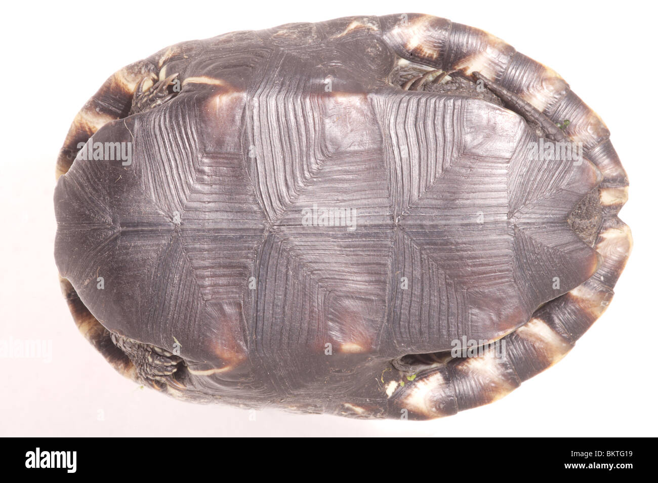 Stripe-necked Terrapin (Mauremys caspica) Ventrale Ansicht jahrringe auf plastron Laminae. Kopf, Beine und Schwanz zurückgezogen. Kopfende links. Korfu. Griechenland. ​ Stockfoto