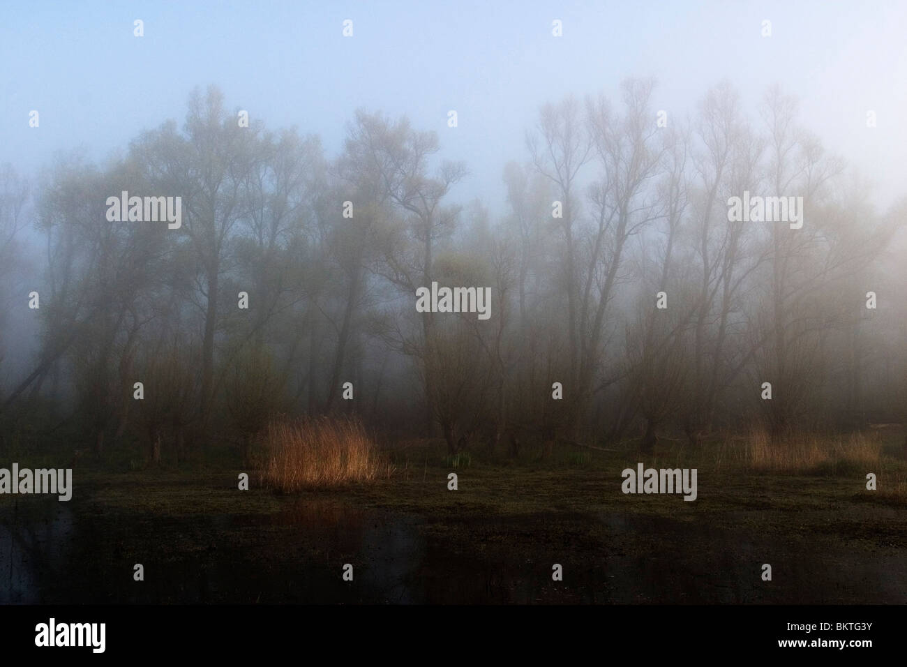 Gouden Riet; Goldenen Schilf Oeverlanden Hollands Diep ist Een Voormalig Landbouwpolder Sinds 2006 Een Buitendijks Zoetwaternatuurgebied erfüllt Getijdeninvloed. Stockfoto