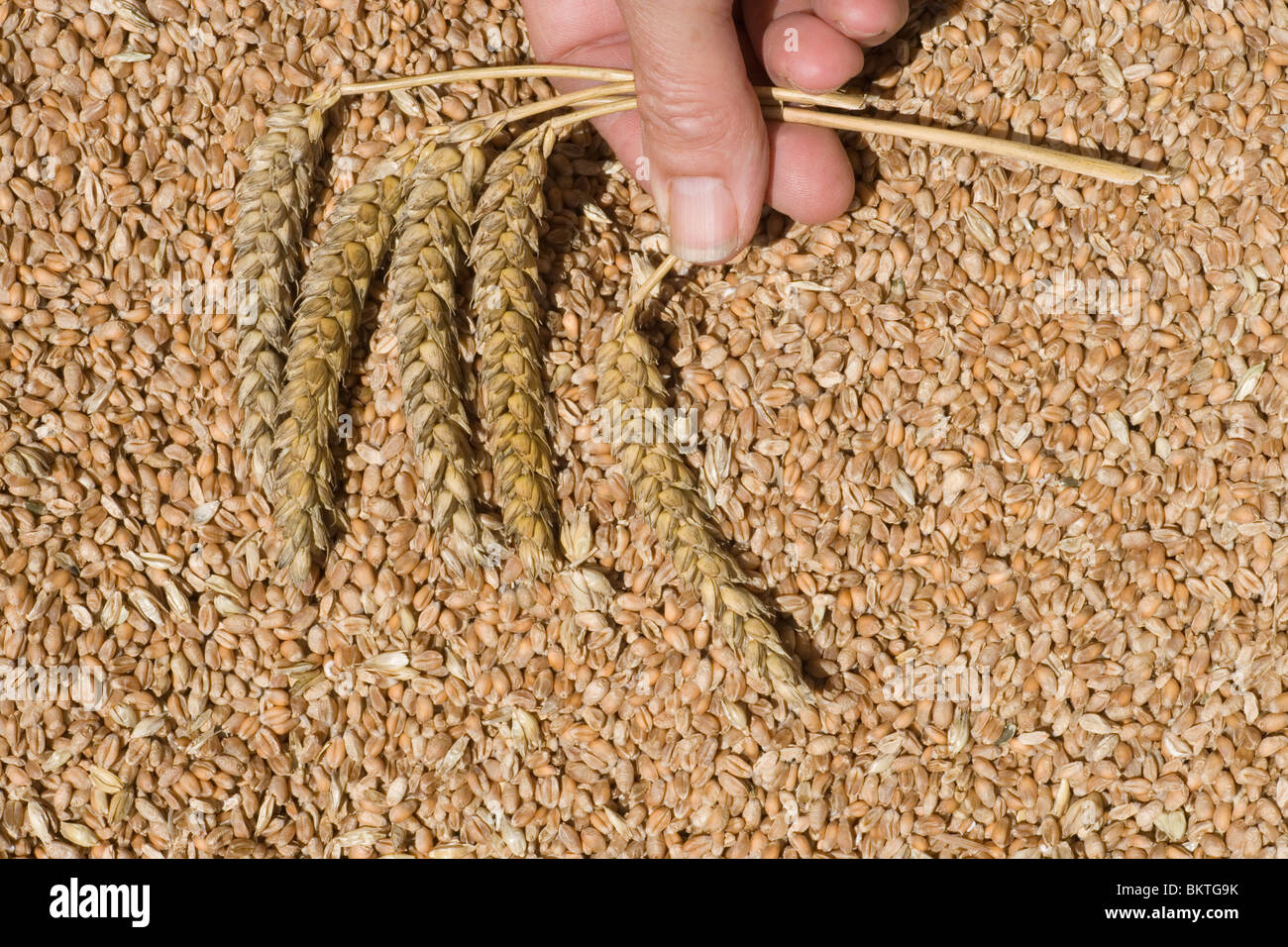 Geernteter Weizen (Triticum Spp) Samen oder Getreide und Hand mit geschnittenen Samen Köpfe oder "Rispen". Stockfoto