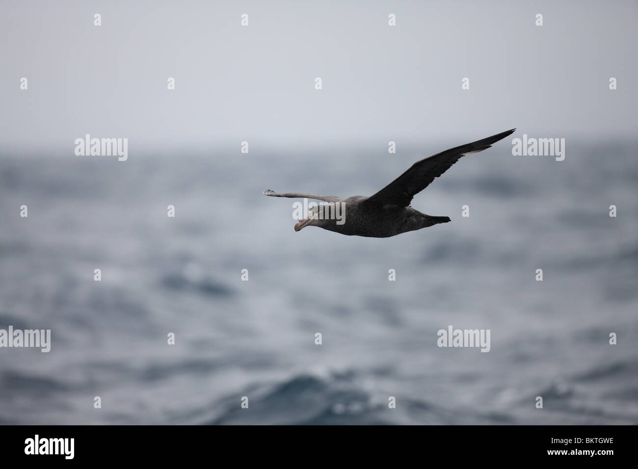 Eine südliche Giant Petrel fliegen über die Drake Passage. Stockfoto