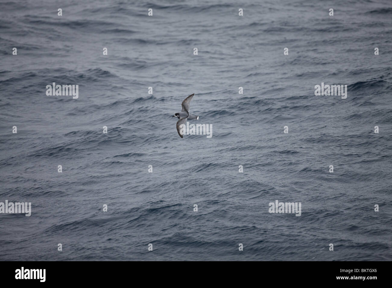 Blaues Petrel (Halobaena Caerulea) im Flug. Drake-Passage, 22. November 2008. Stockfoto