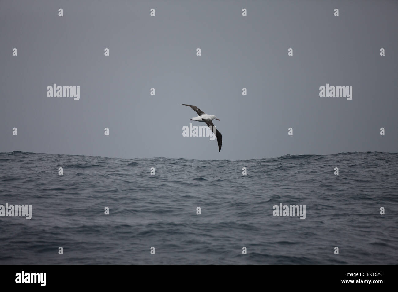 (Wahrscheinlich) eine junge unreife südlichen Royal Albatros. Drake-Passage, 22. November 2008. Stockfoto