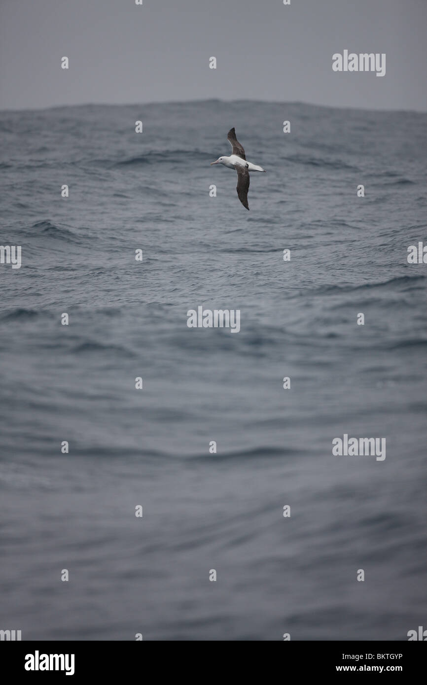 (Wahrscheinlich) eine junge unreife südlichen Royal Albatros. Drake-Passage, 22. November 2008. Stockfoto