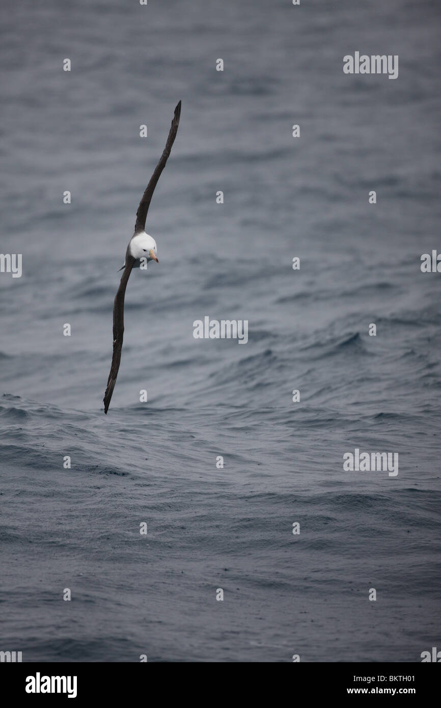 Ein Black-browed Albatross (Thalassarche Melanophrys) im Flug. Drake-Passage, 22. November 2008. Stockfoto