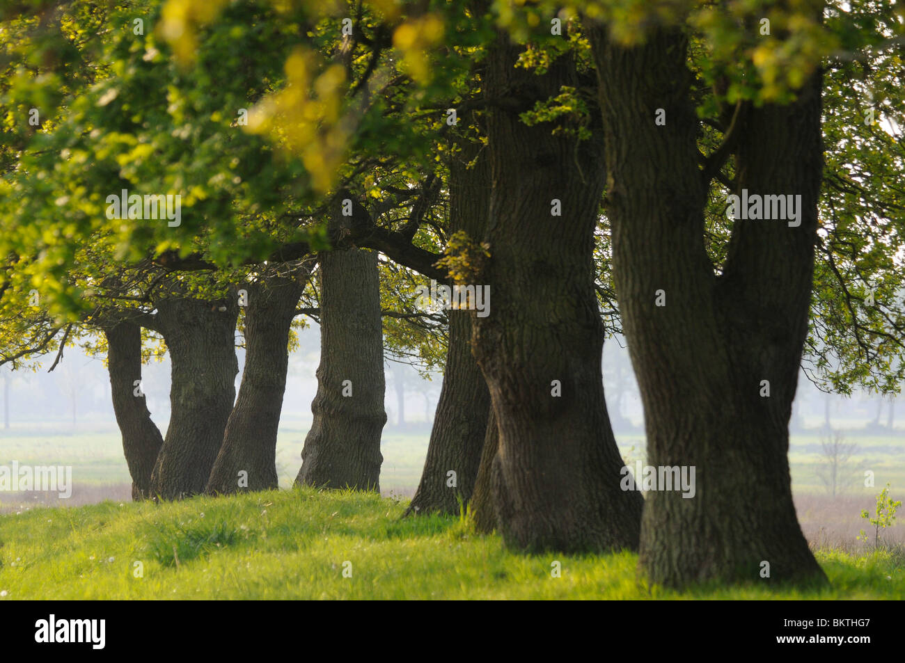 Bomenrij in de Drentsche Aa Stockfoto