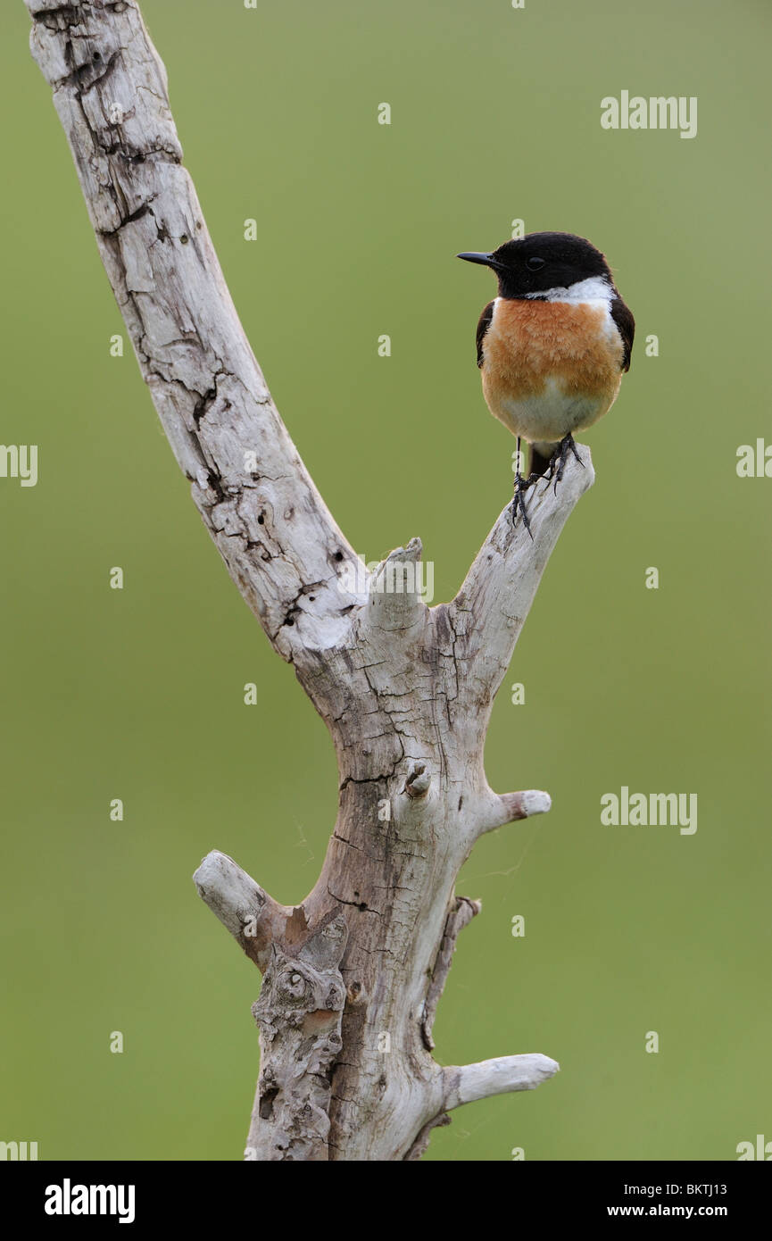 Rustende Mann Roodborsttapuit Op Aangespoelde Tak Op Een Rivieroever Na Zonsondergang; Männliche Schwarzkehlchen thront auf einem Ast trieb an Land nach Sonnenuntergang Stockfoto