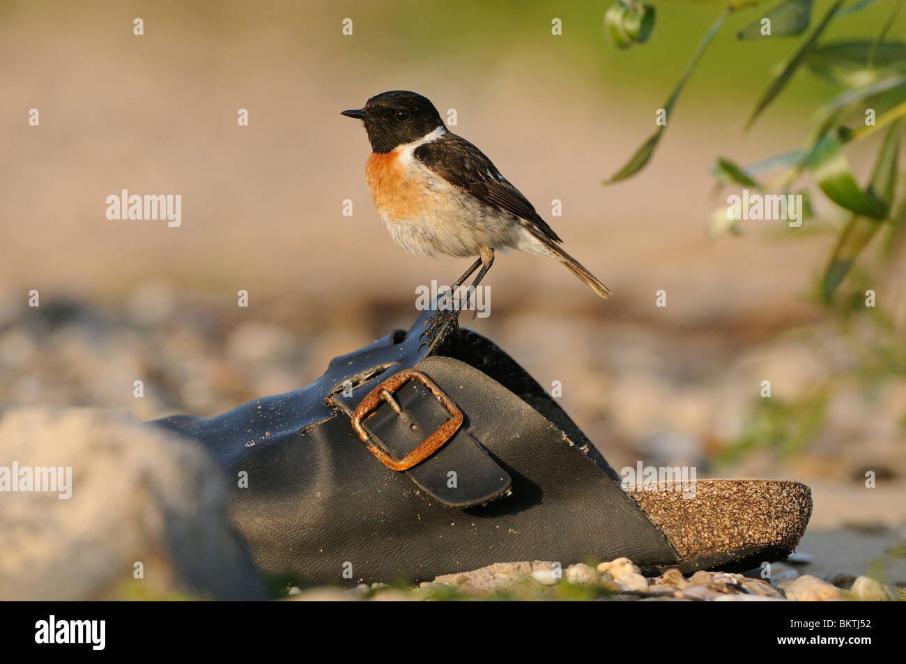 Mann Roodborsttapuit Op de Uitkijk Vanaf Een Aangespoelde Pantoffel Op Een Rivierstrand; Männliche Schwarzkehlchen thront auf einem driftete an Land Schuh auf einem zurückgeklettert Stockfoto