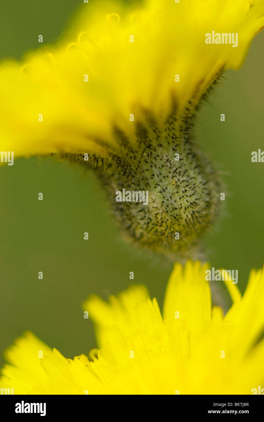 Muizenoor; Hornkraut Habichtskraut; Stockfoto