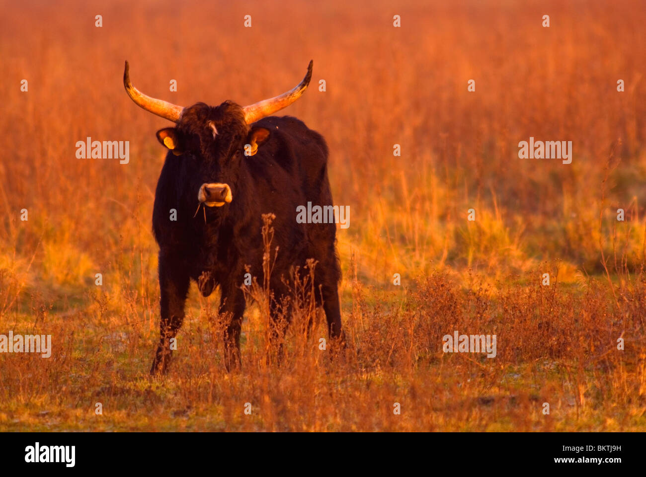 Heck-Rinder-Bull im Hellegatsplaten Naturreservat Stockfoto