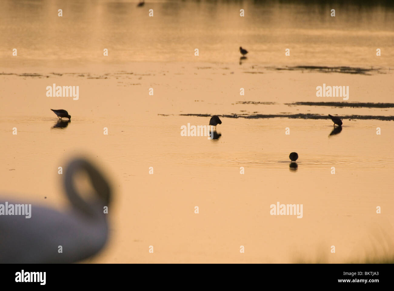 Zwanen Kijken Naar Steltlopers Bij Natuurontwikkelingsproject Strypse Wetering; Schwäne Limikolen Entwicklungsgebiet Strypse Wetering Natur betrachten Stockfoto